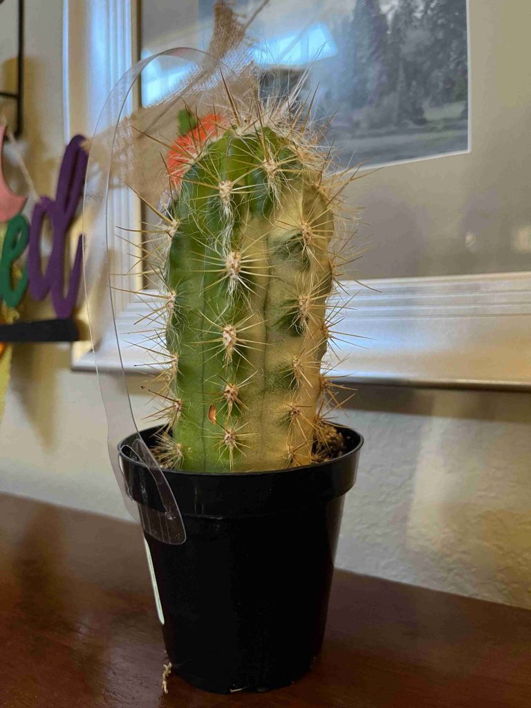 Sunburned Cactus