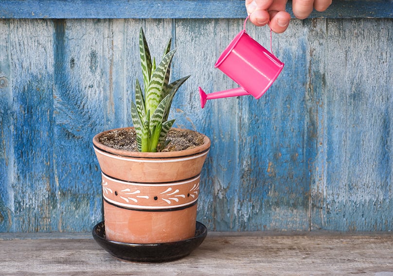 watering cactus