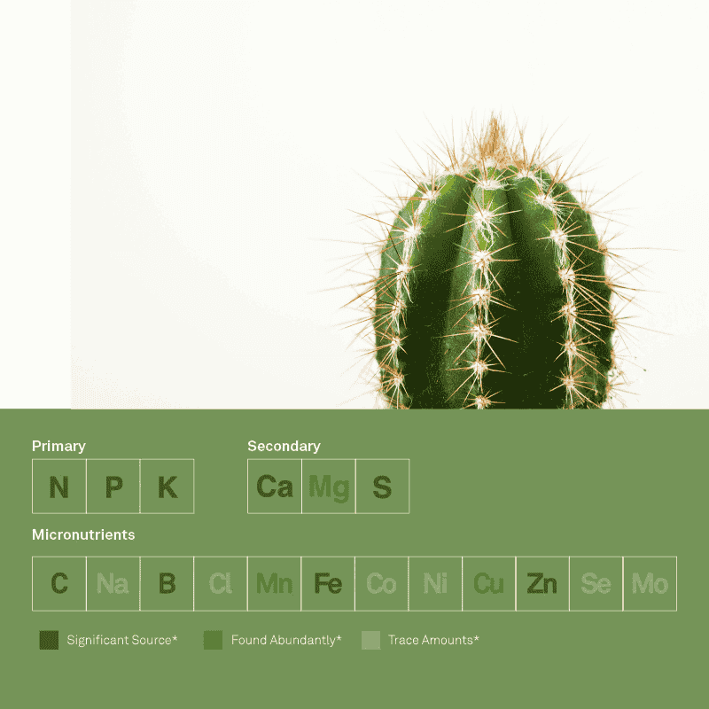 What nutrients are needed for a cactus?