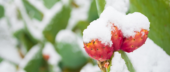 Can a Cactus Survive The Winter?